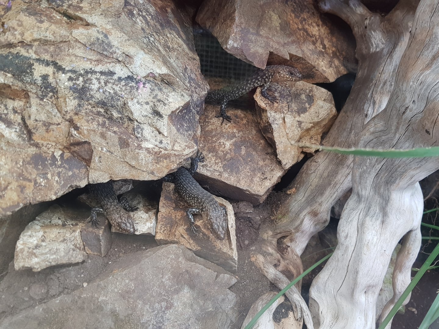 Cunningham's skink  (Egernia cunninghami)