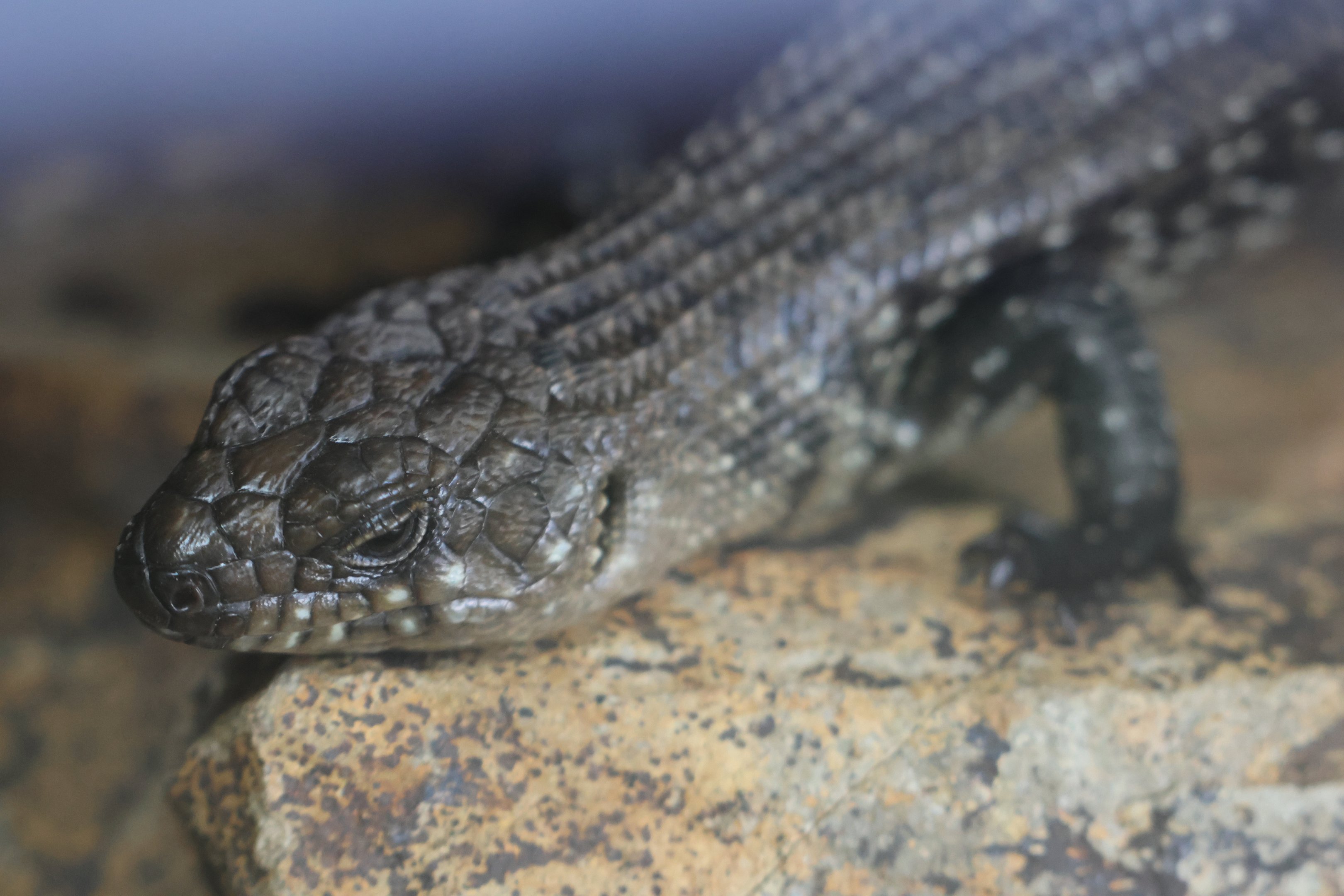 Cunningham’s Skink (Egernia cunninghami)