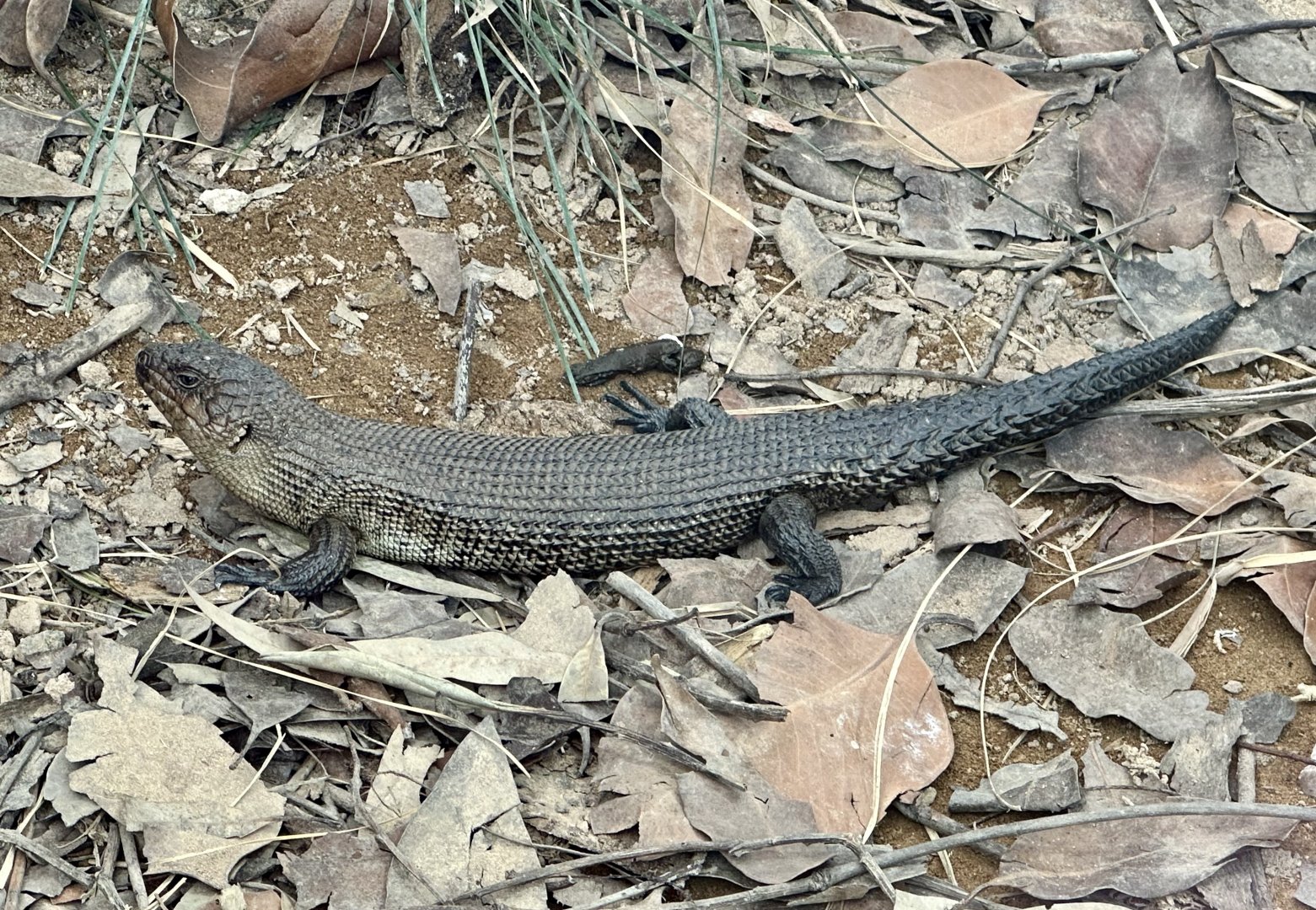 Cunningham’s skink (Egernia cunninghami)
