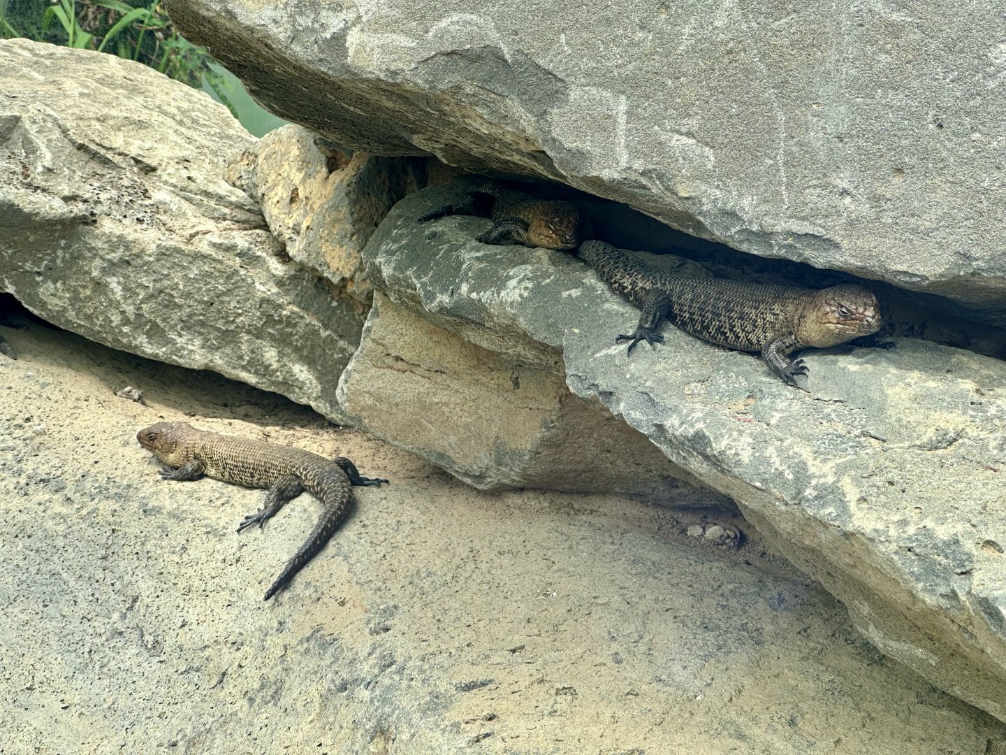 Cunningham’s skink (Egernia cunninghami)