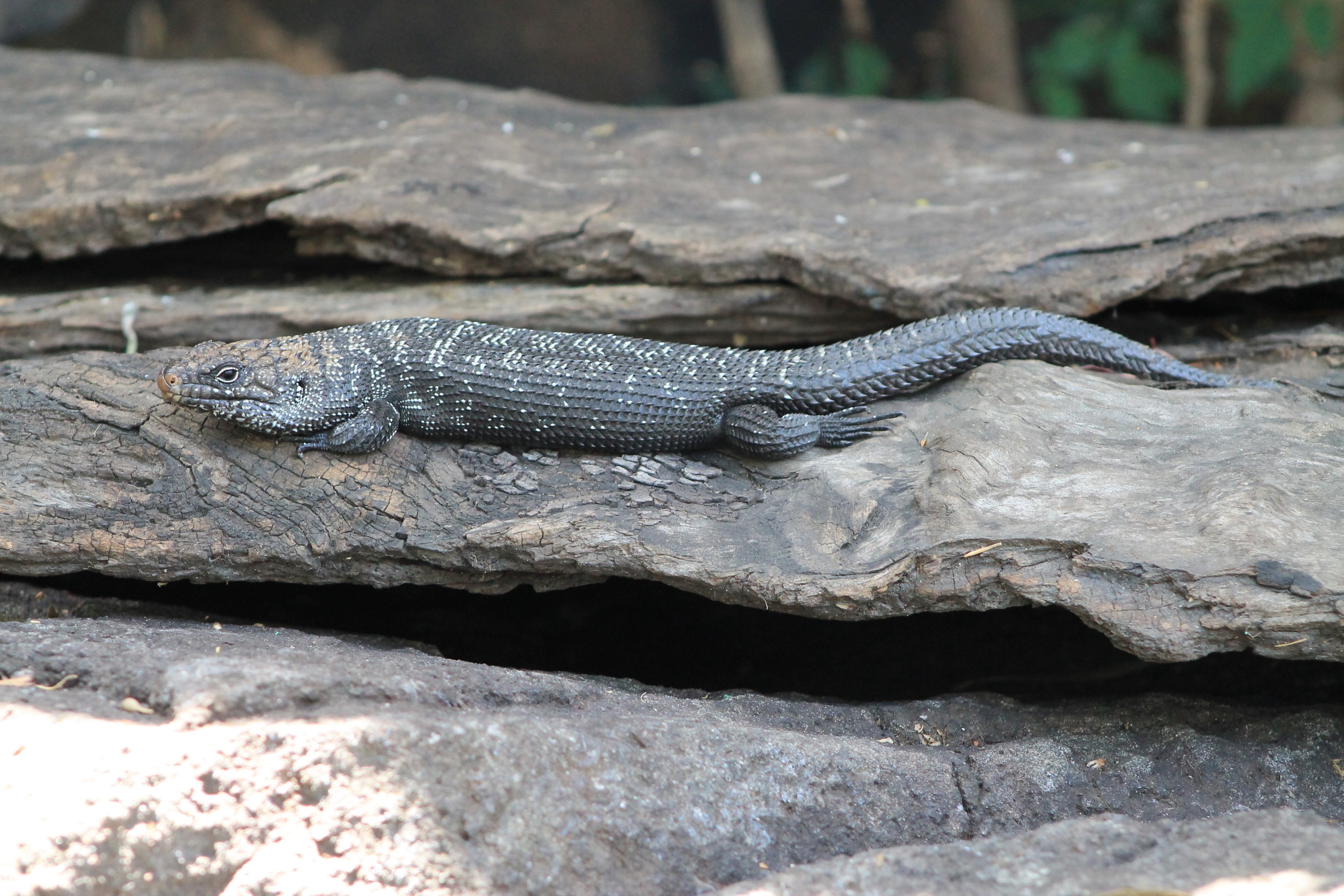 Cunningham's Skink (Egernis cunninghami)