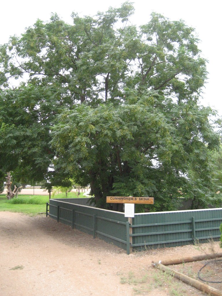 Cunningham's Skink enclosure