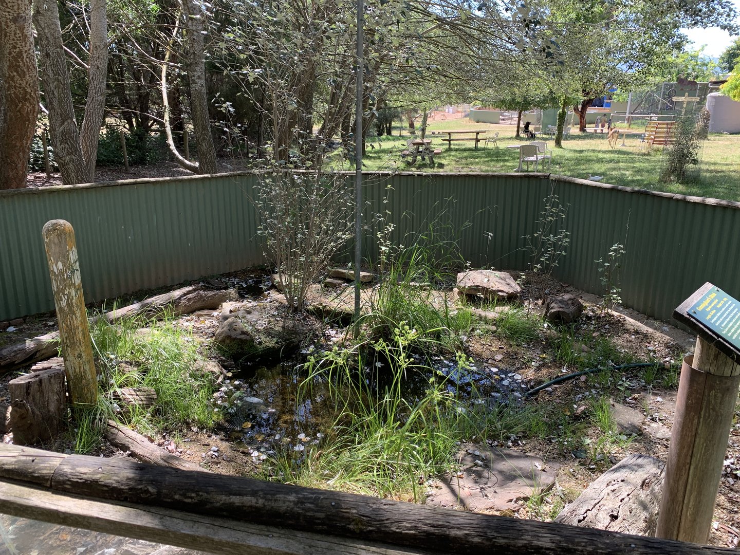 Cunningham’s Skink Exhibit