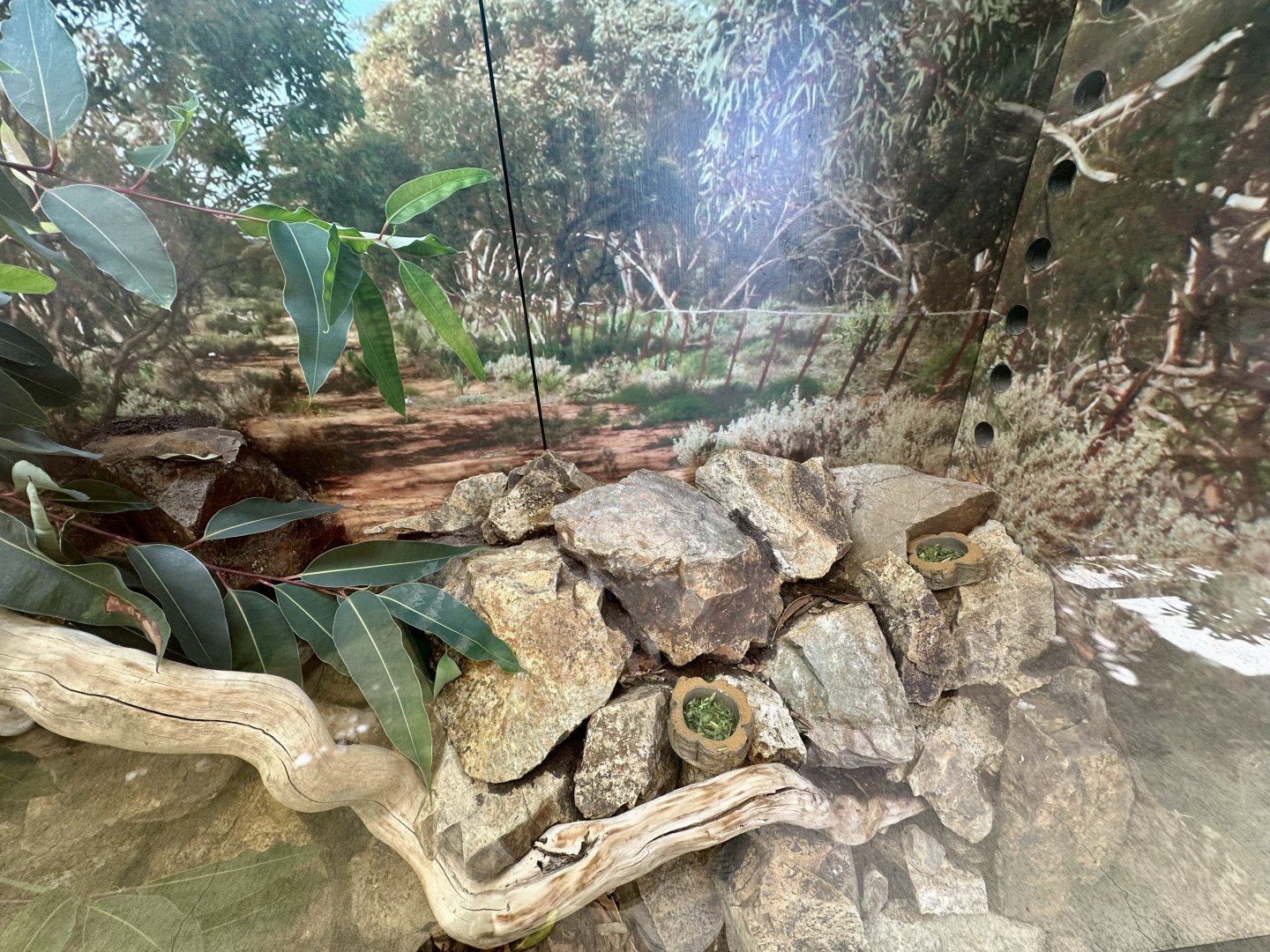 Cunningham’s Skink Exhibit