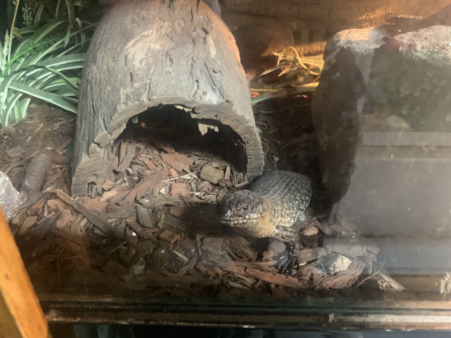 Cunningham's Skink in the 'Dragon House'