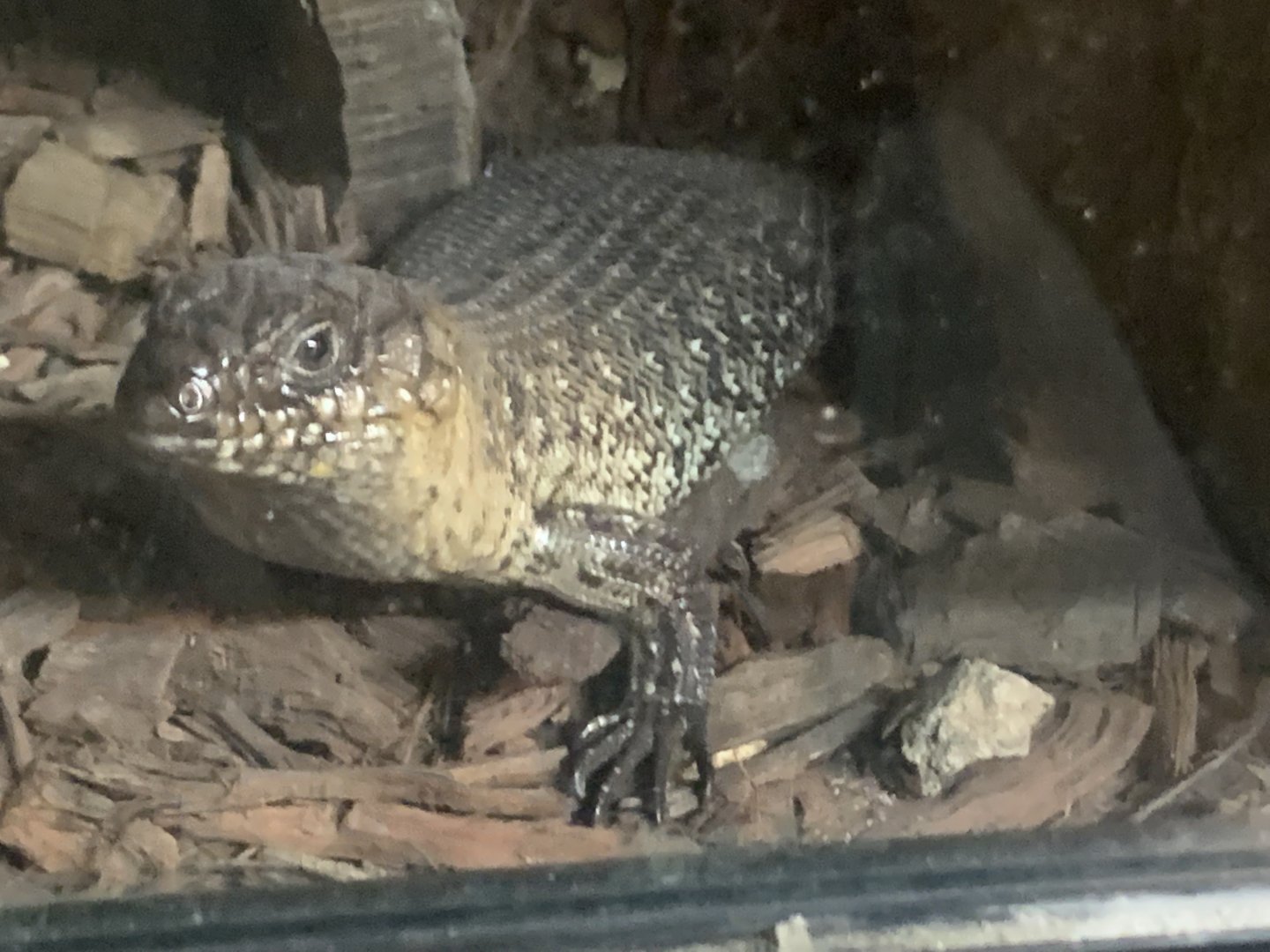 Cunningham's Skink in the 'Dragon House'