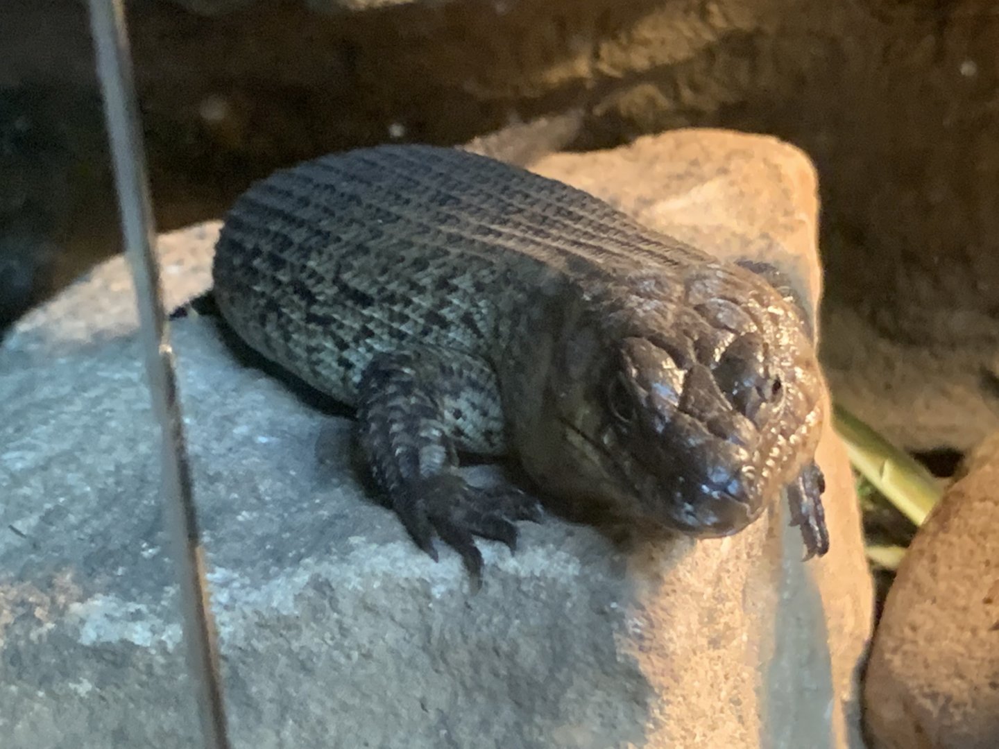 Cunningham's Skink in the 'Dragon House'