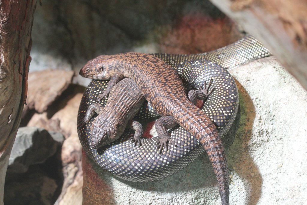 Cunninghams Skink on Diamond Python