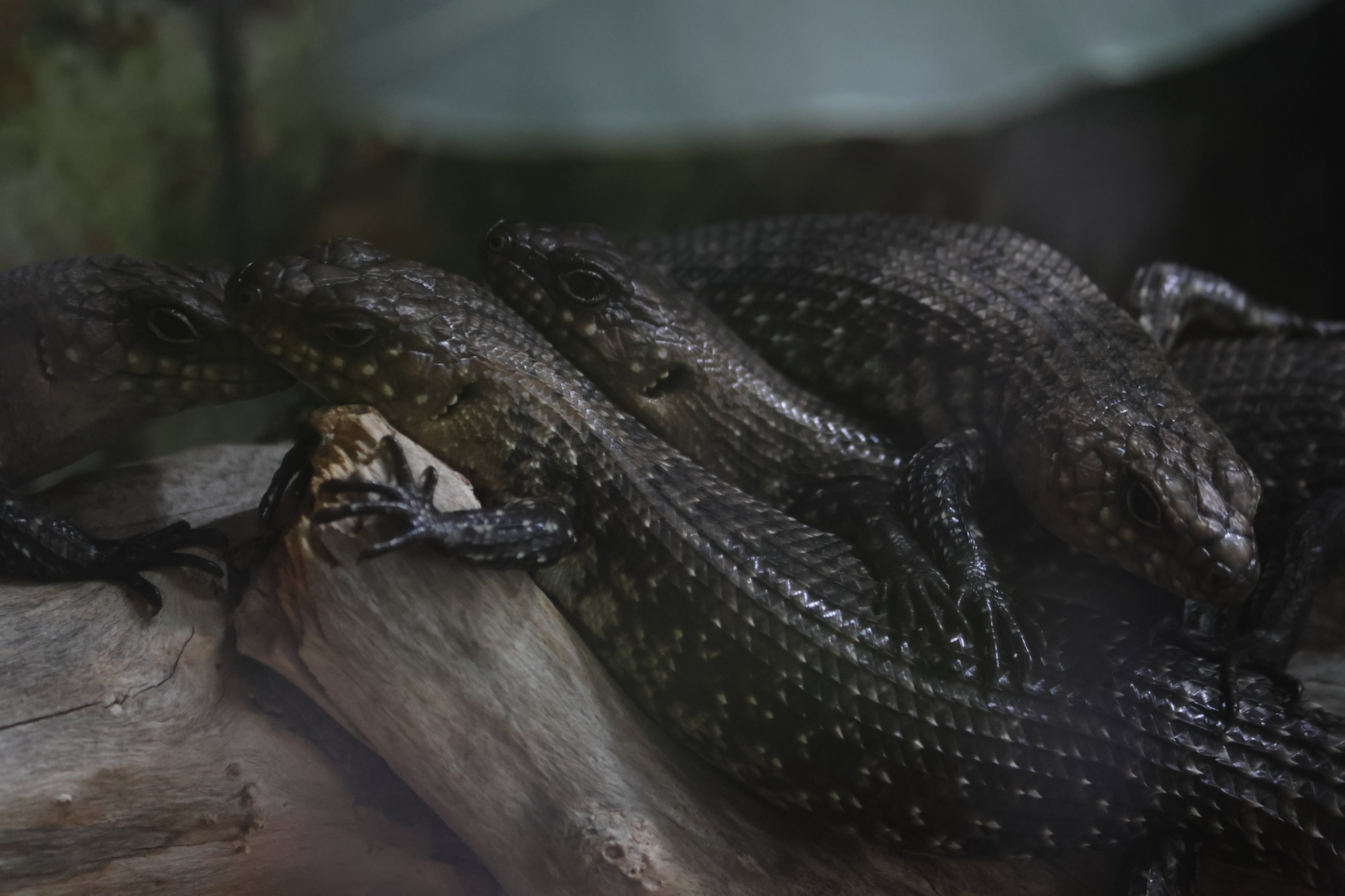 Cunningham's Skink pile