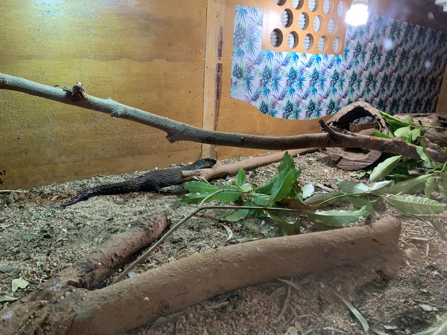 Cunningham’s Skink (Potoroo Palace)