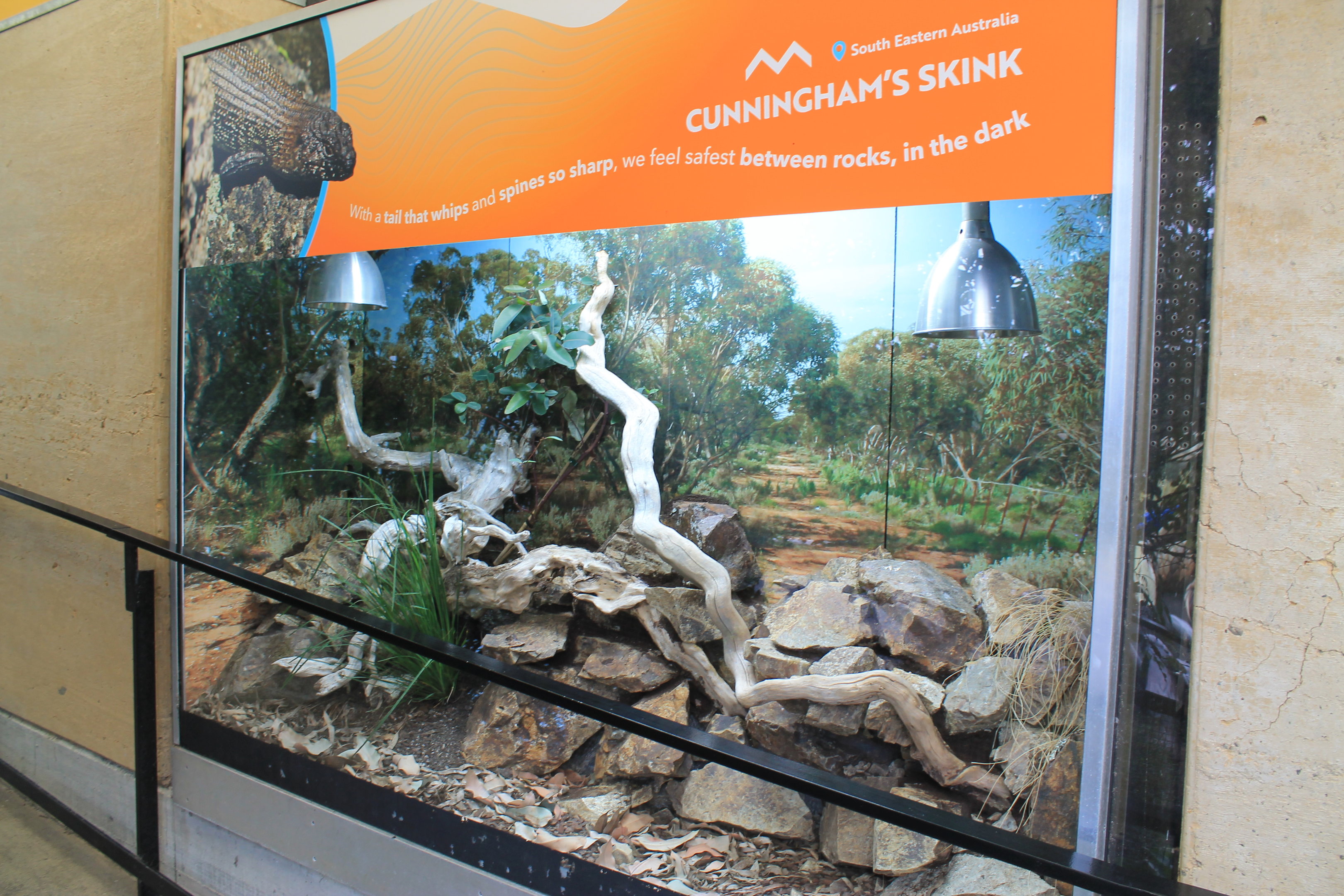 Cunningham's Skink terrarium