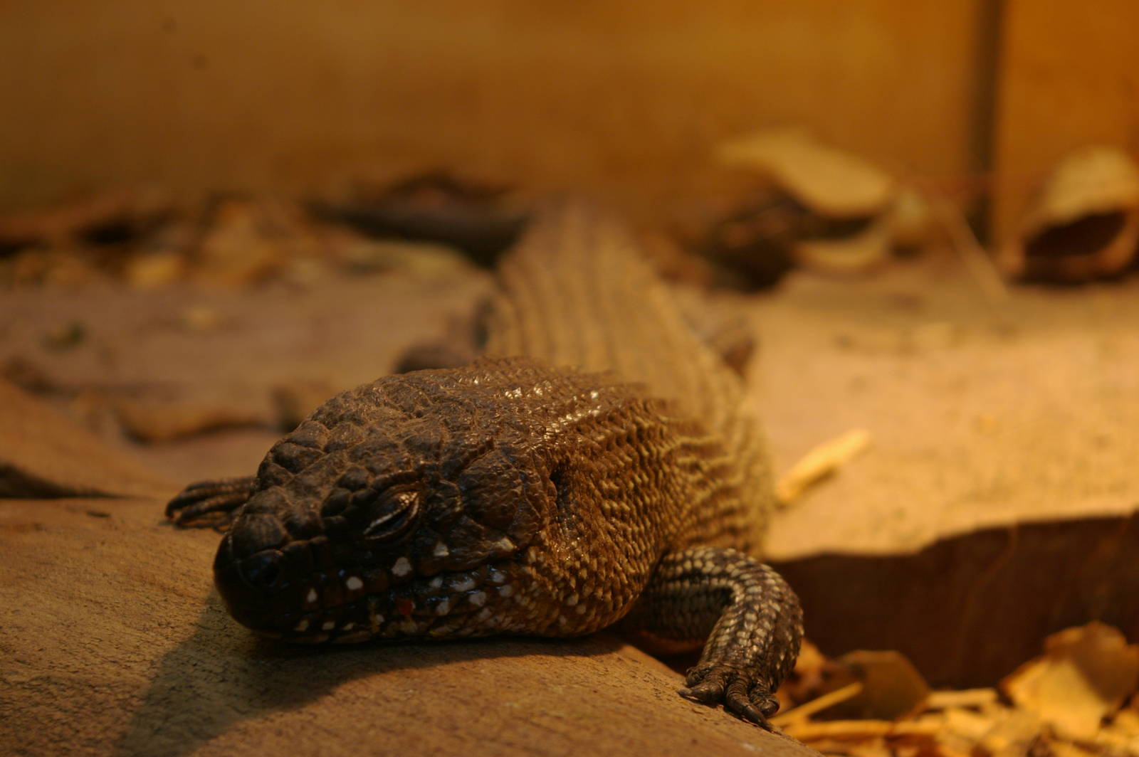 Cunningham's skink, Wellington Zoo