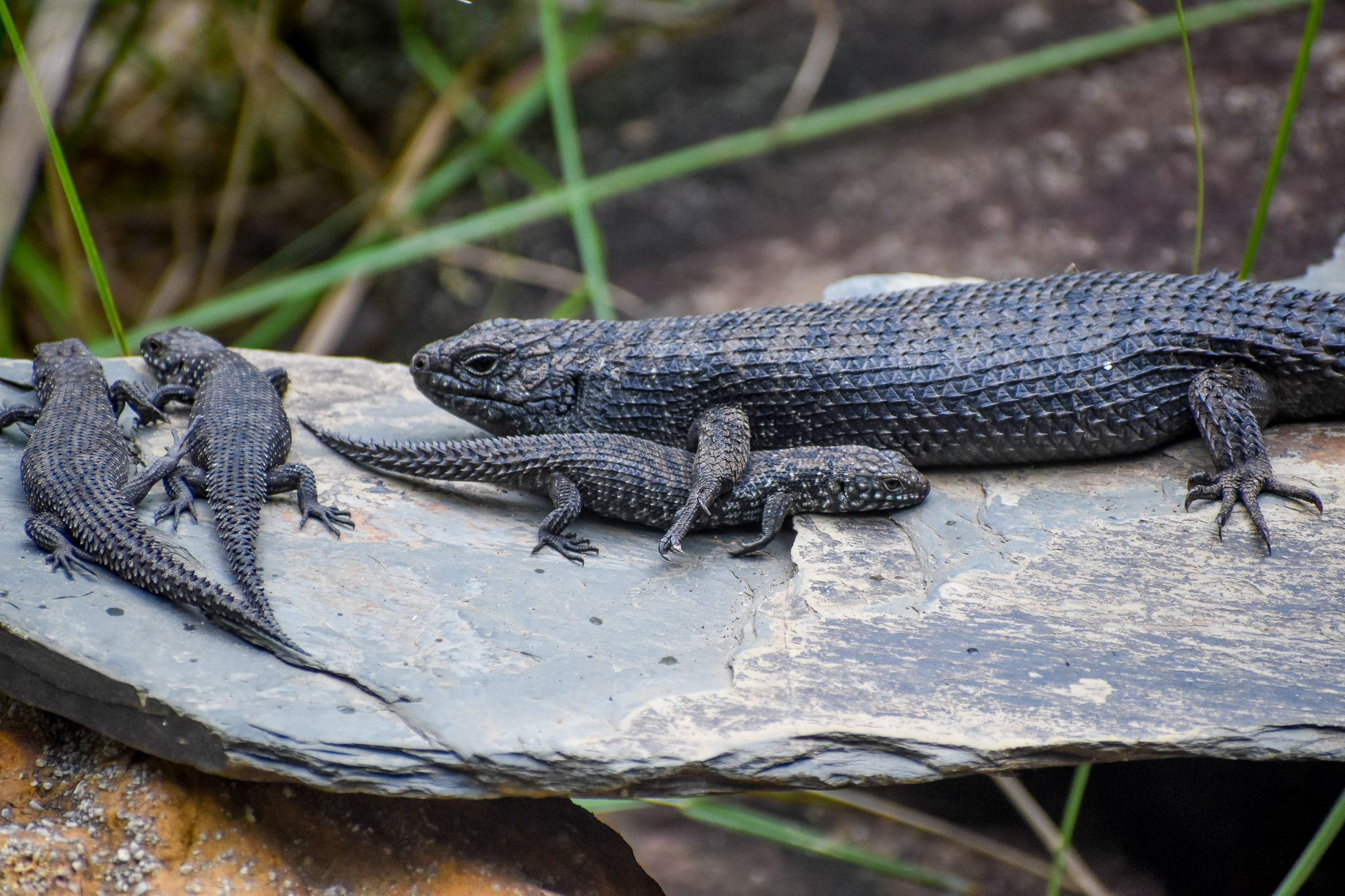 Cunningham's Skink with young