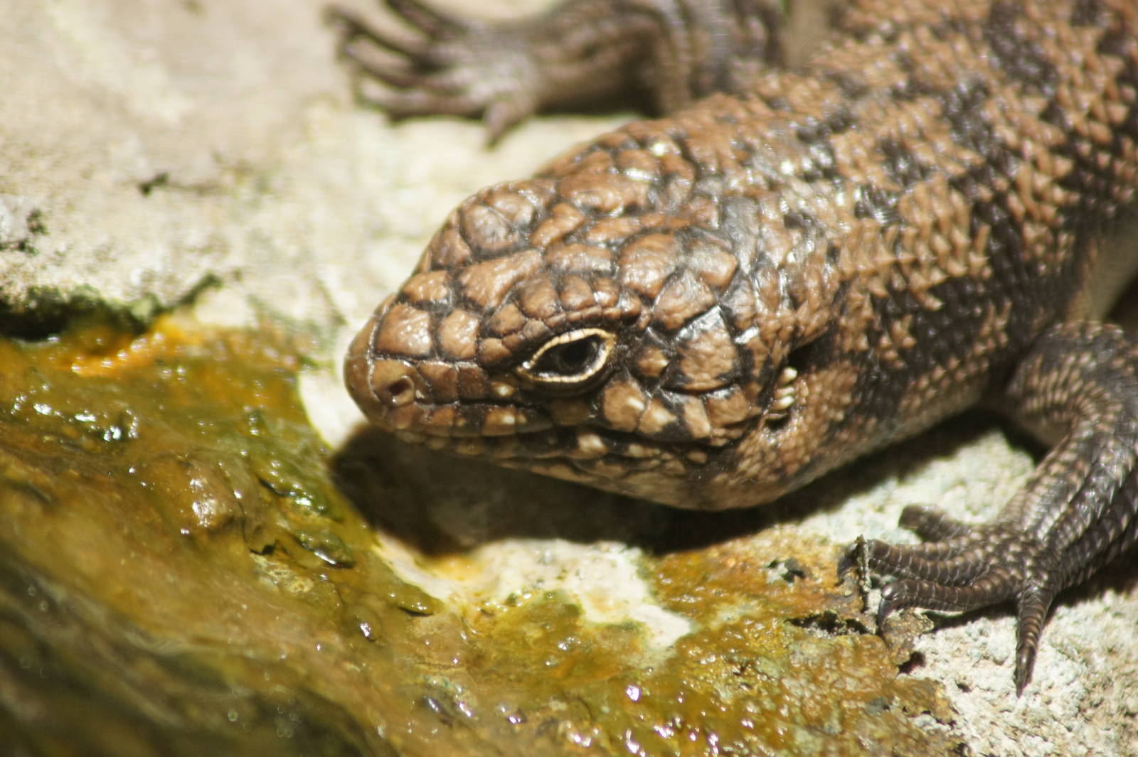 Cunningham's Skink