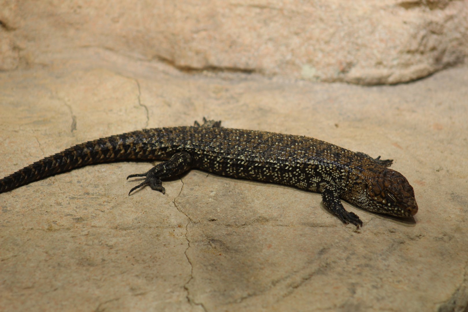 Cunningham's Skink