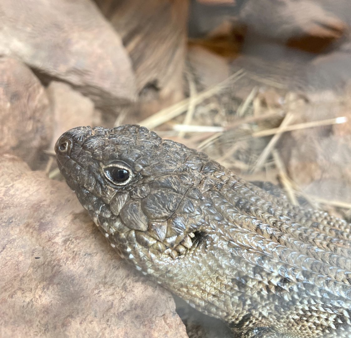 Cunningham’s Skink