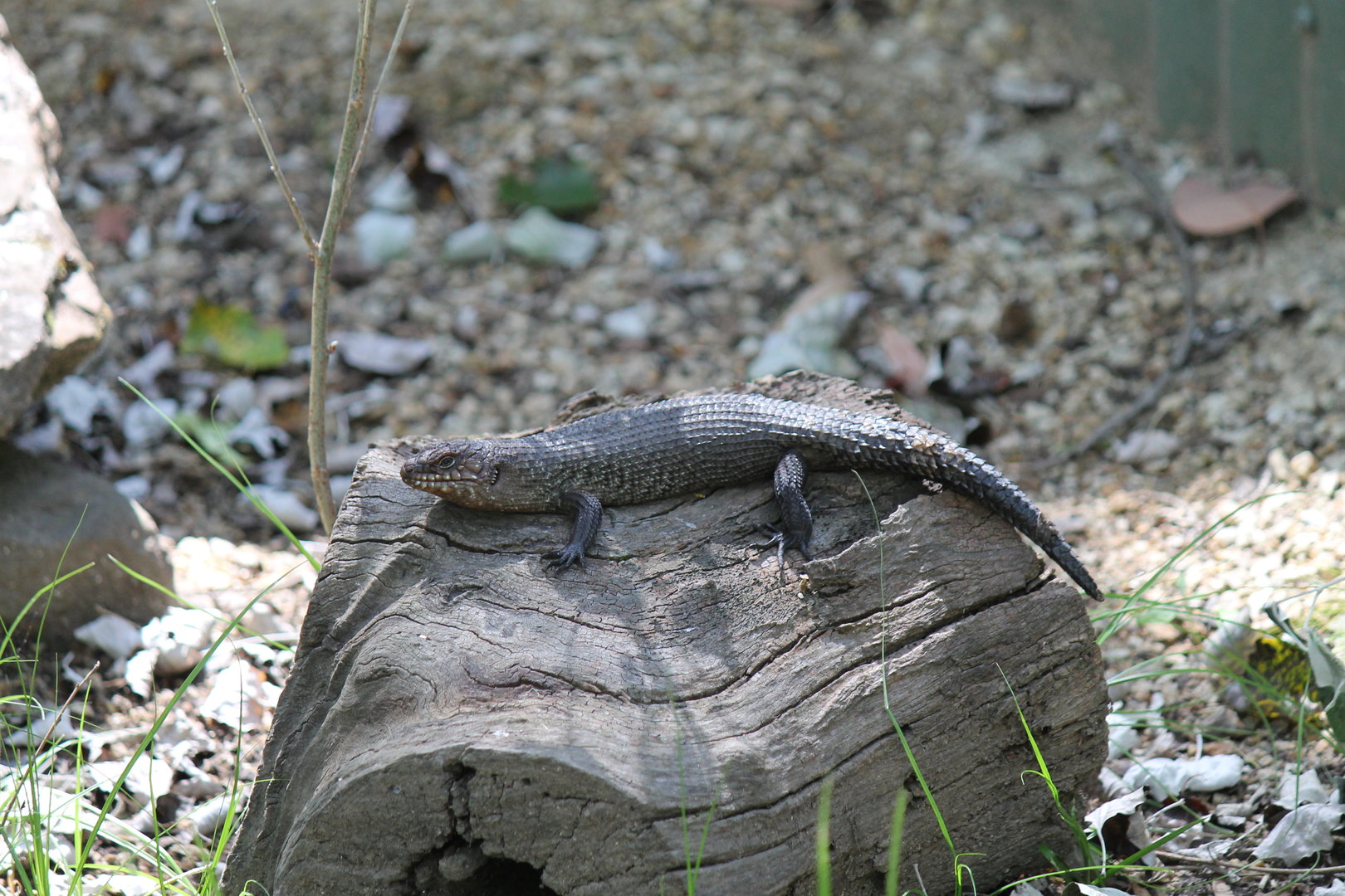 Cunningham's Skink