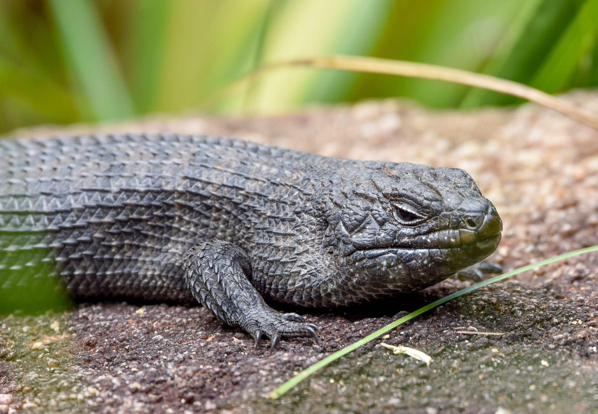 Cunningham's Skink