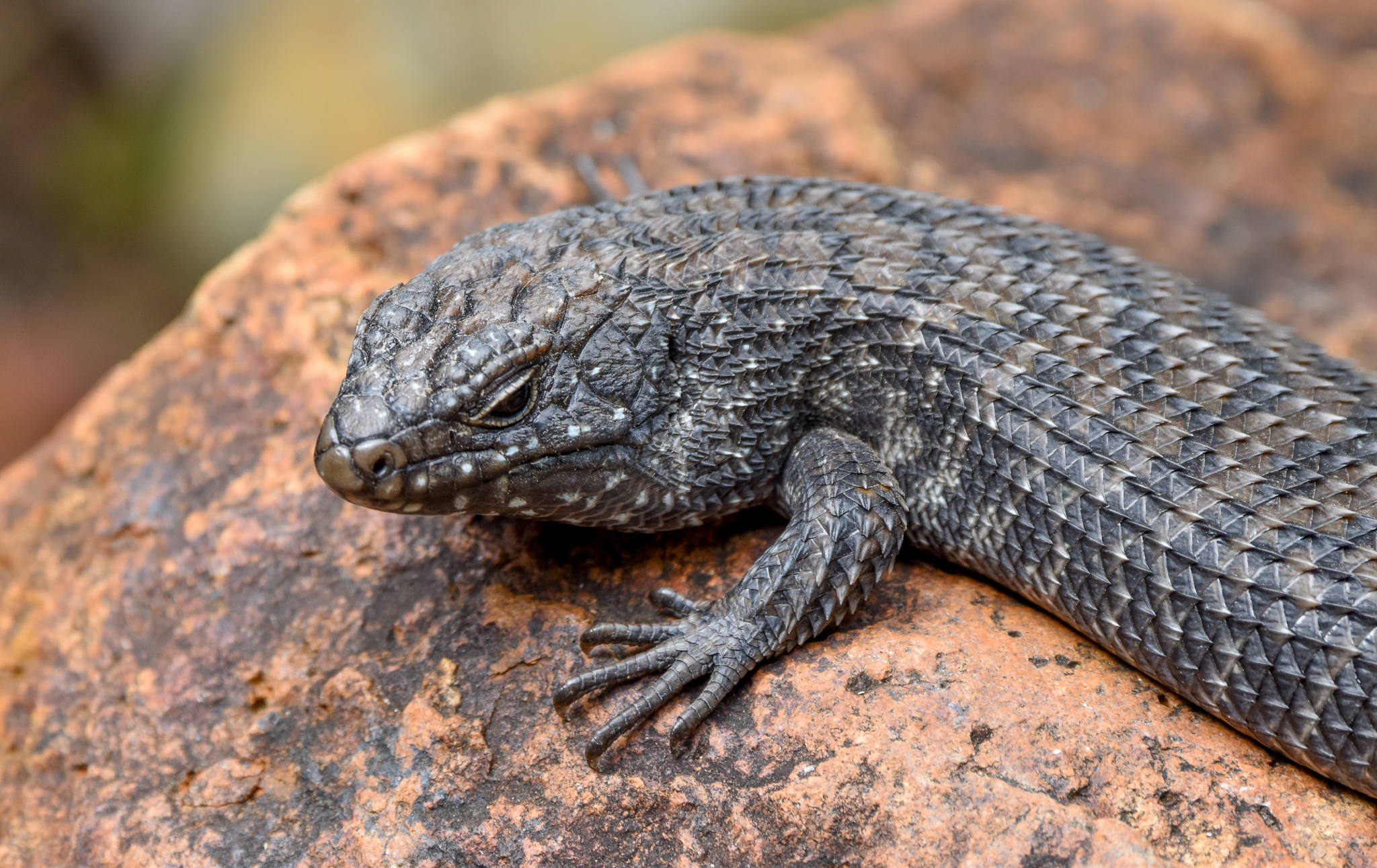 Cunningham's Skink