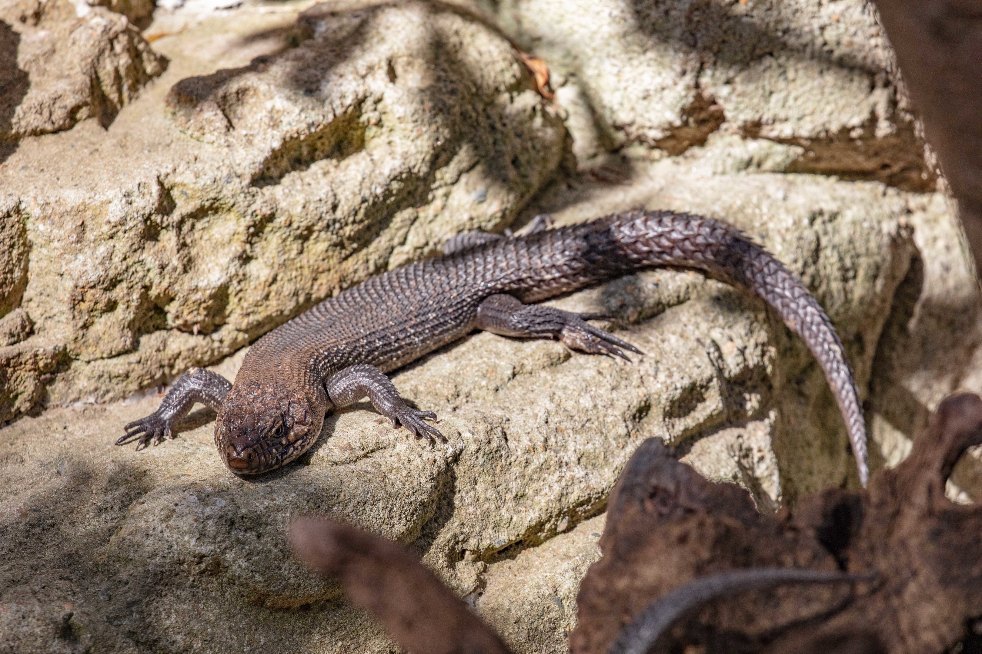Cunningham's Skink