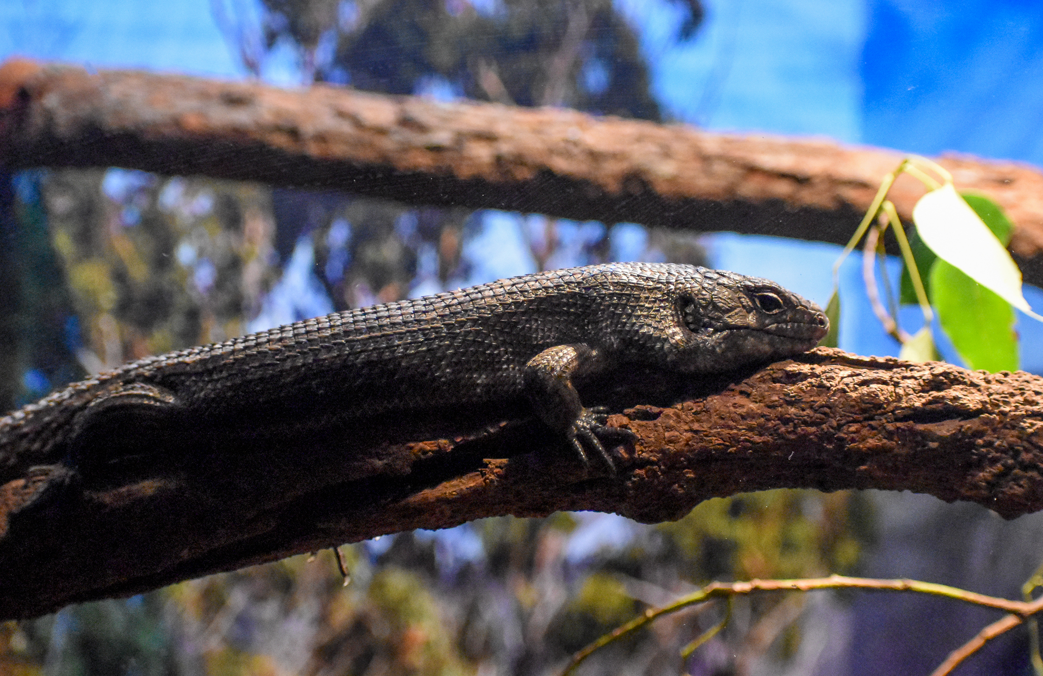 Cunningham's Skink