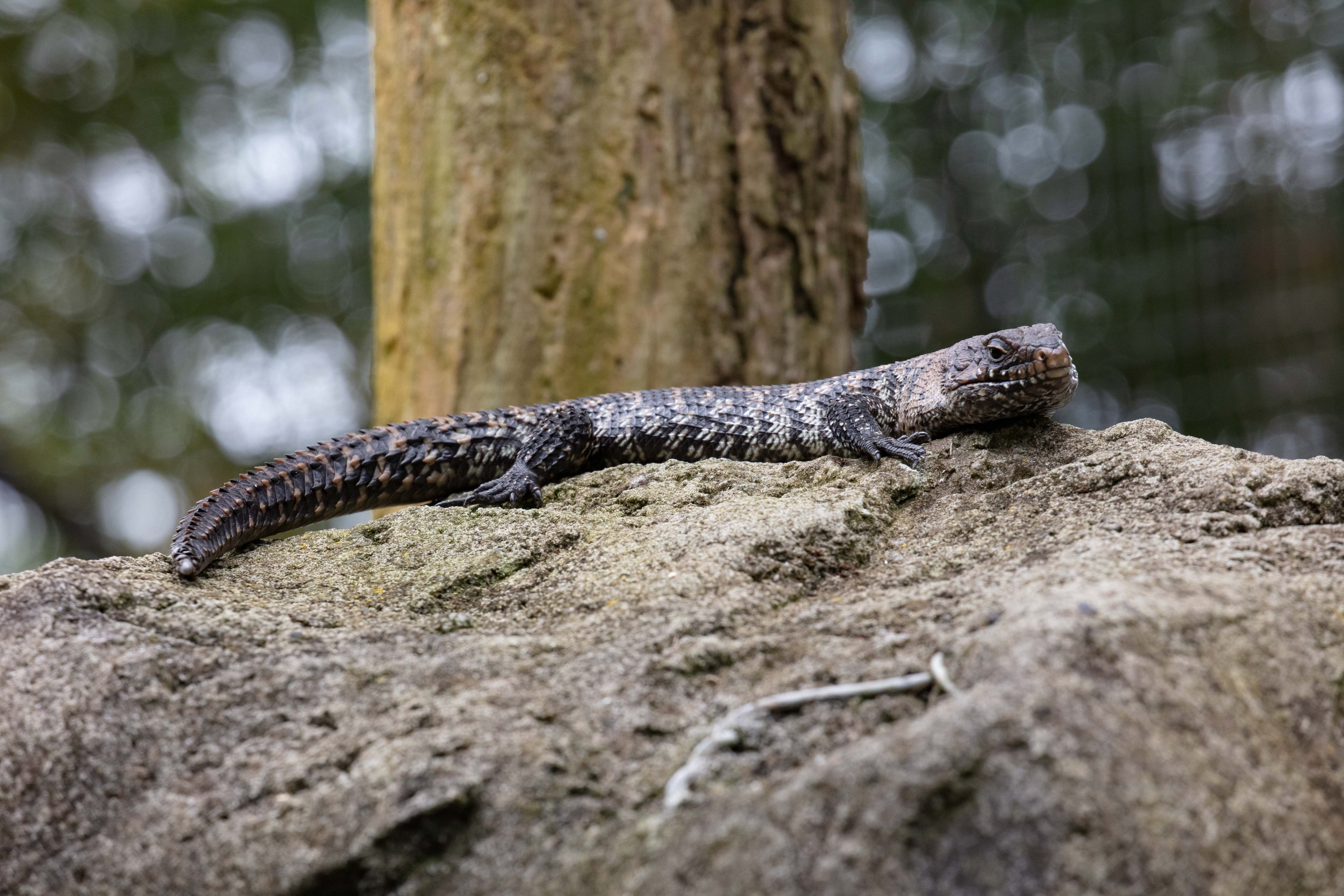 Cunningham's Skink