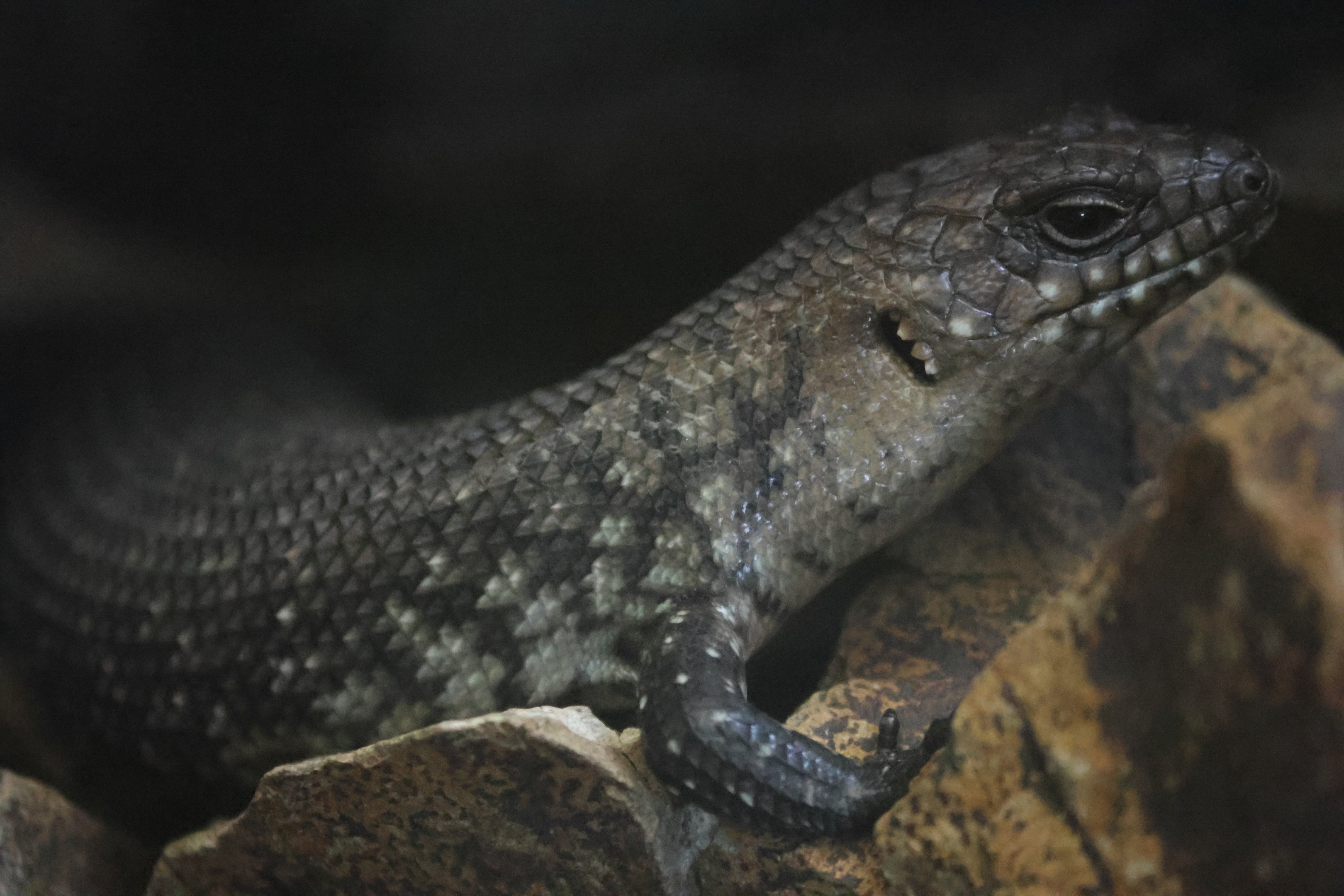 Cunningham's Skink
