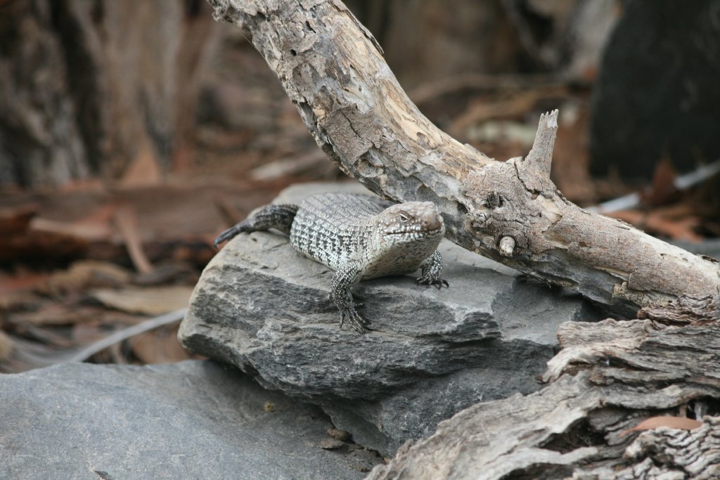 Cunningham's Skink