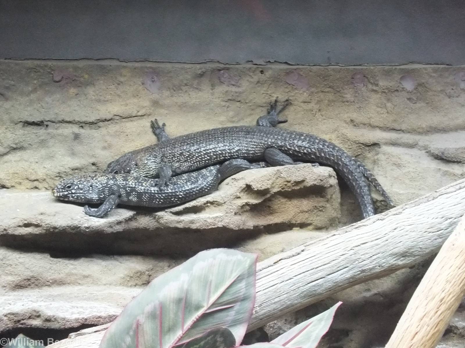 Cunningham's Skinks - Caversham Wildlife Park