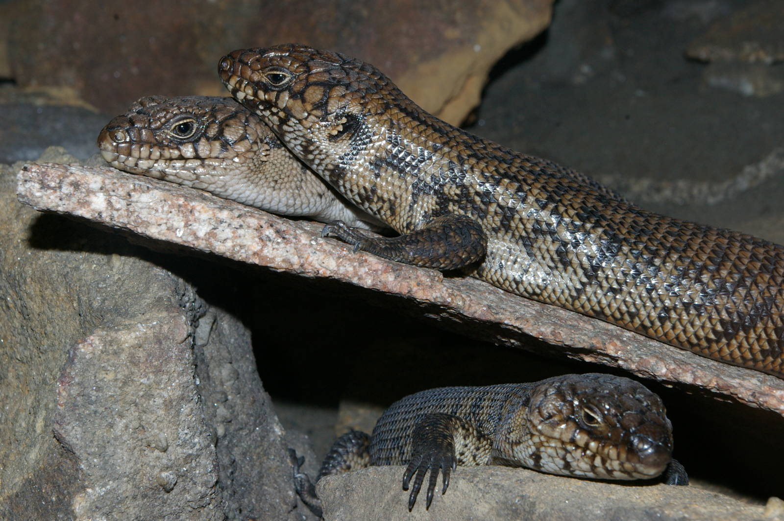 Cunninghams skinks (Egernia cunninghami)