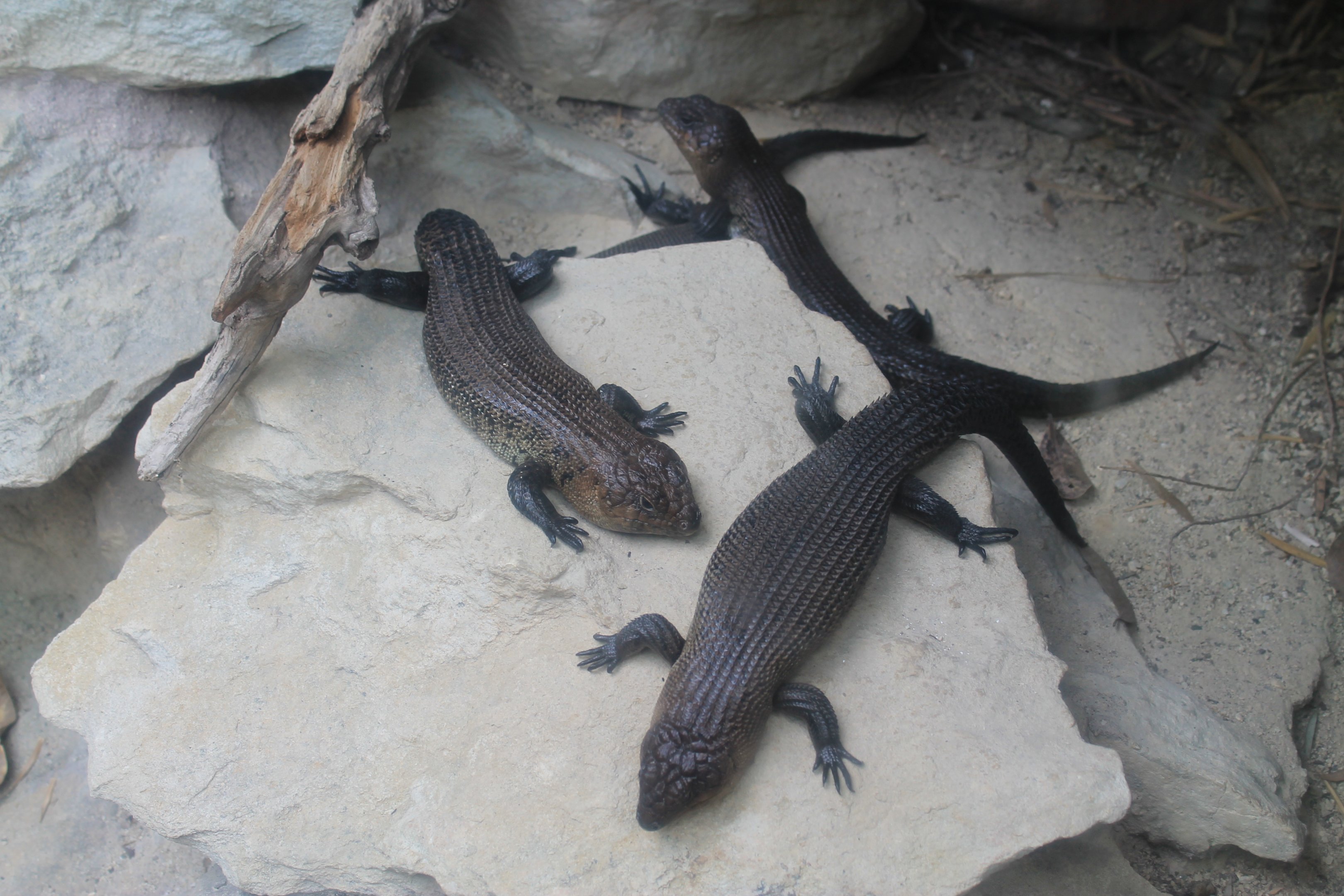 Cunningham's Skinks (Egernia cunninghami)