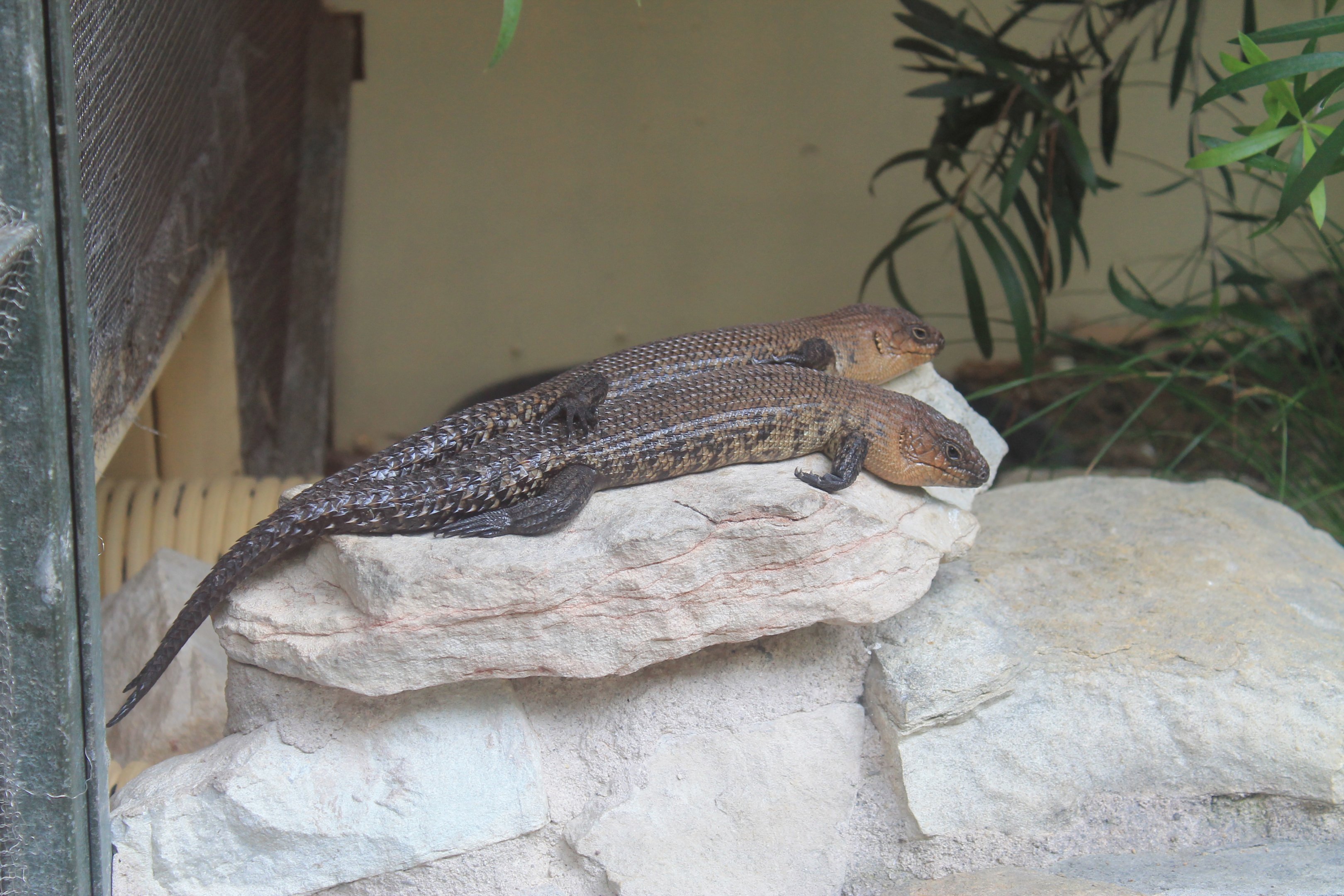 Cunningham's Skinks (Egernia cunninghami)