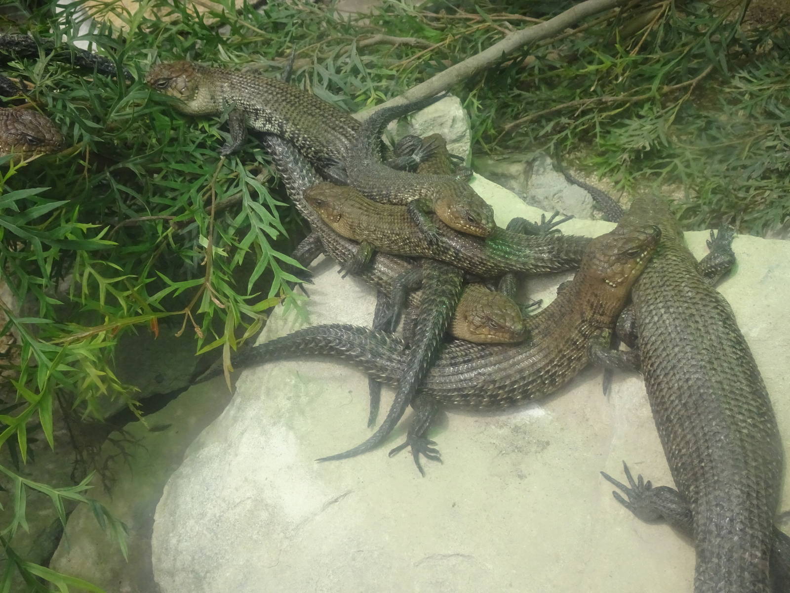 Cunningham's Skinks, November 2015