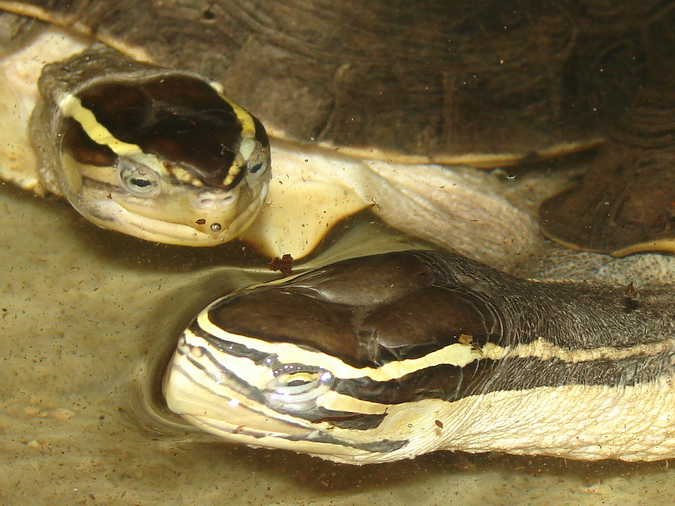 Cuora amboinensis / Southeast Asian box turtle (females)