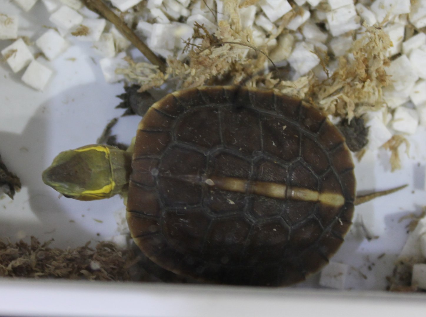 Cuora flavimarginata