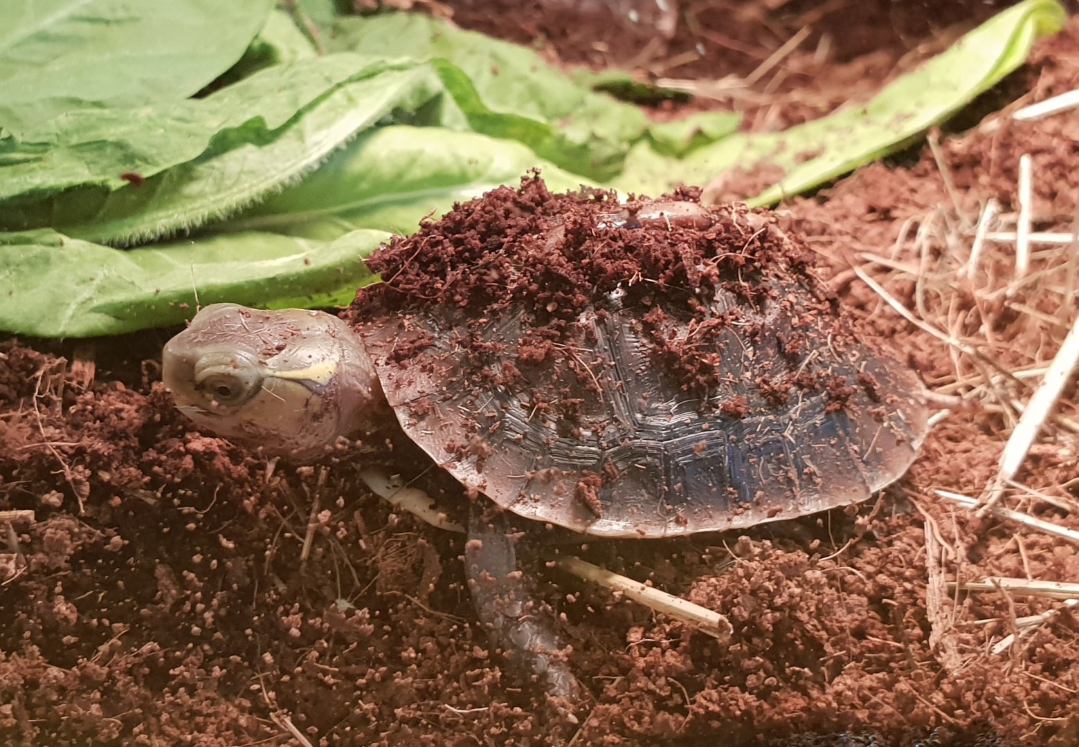 Cuora flavomarginata flavomarginata