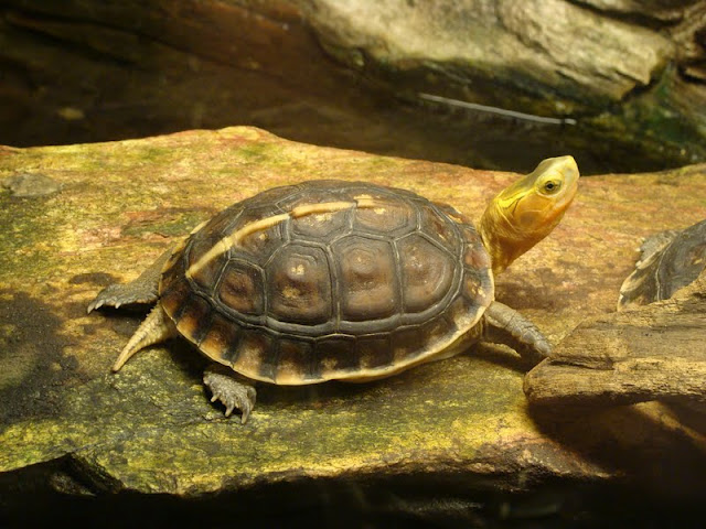 Cuora flavomarginata