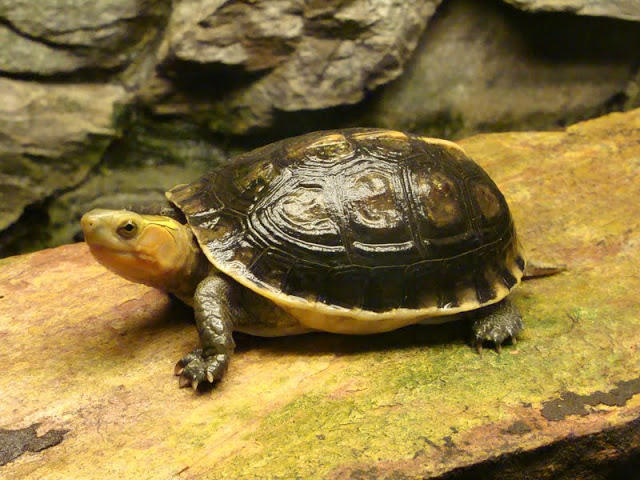 Cuora flavomarginata