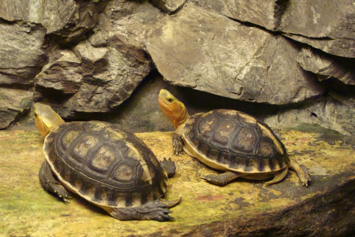 Cuora flavomarginata