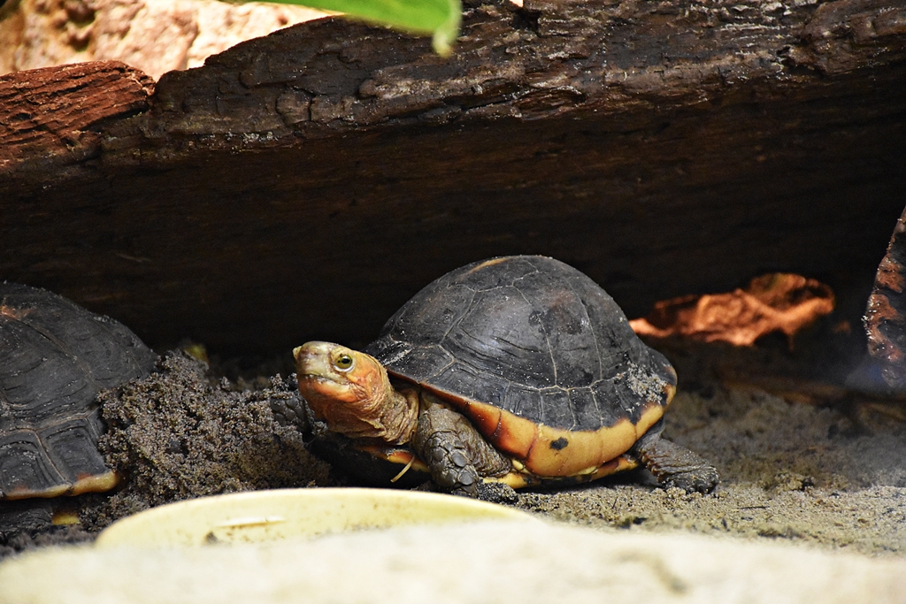 Cuora flavomarginata