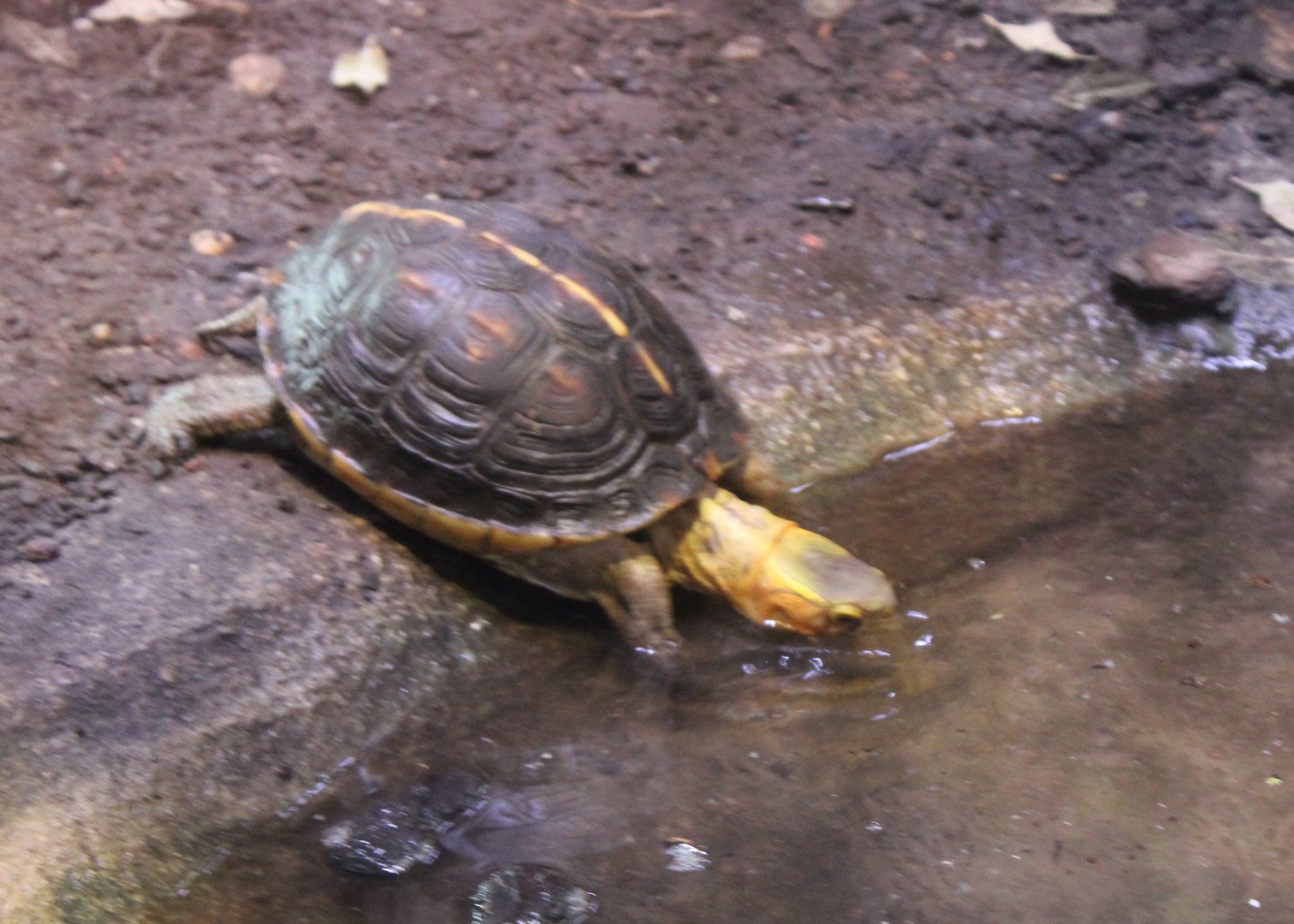 Cuora flavomarginata