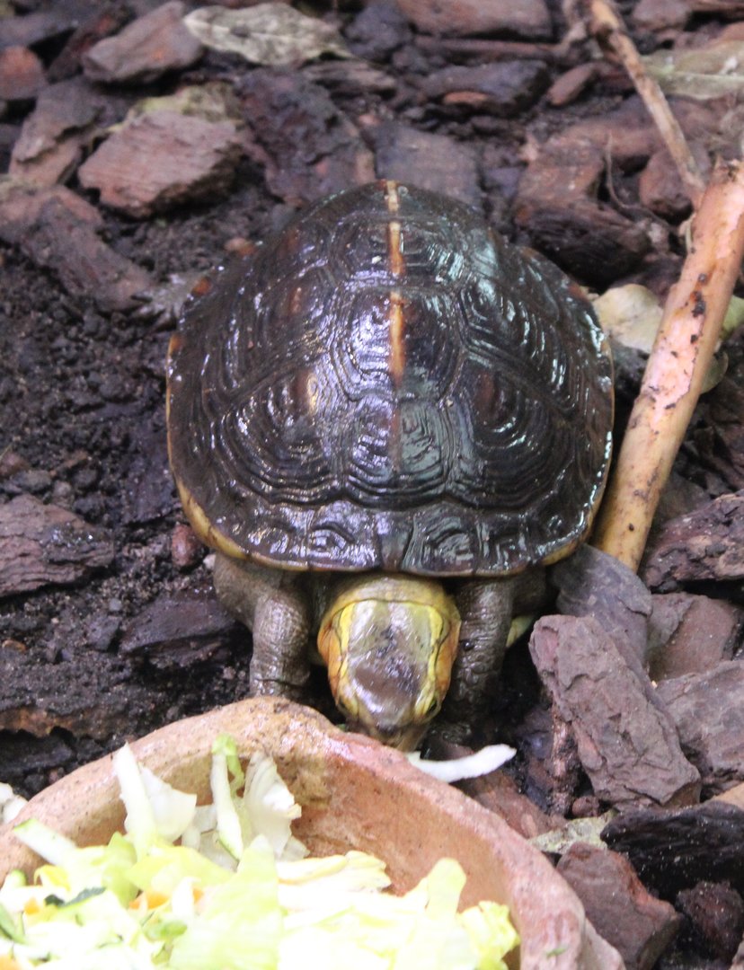 Cuora flavomarginata