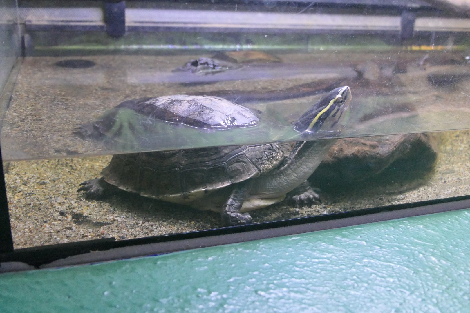 Cuora species/subspecies ID?