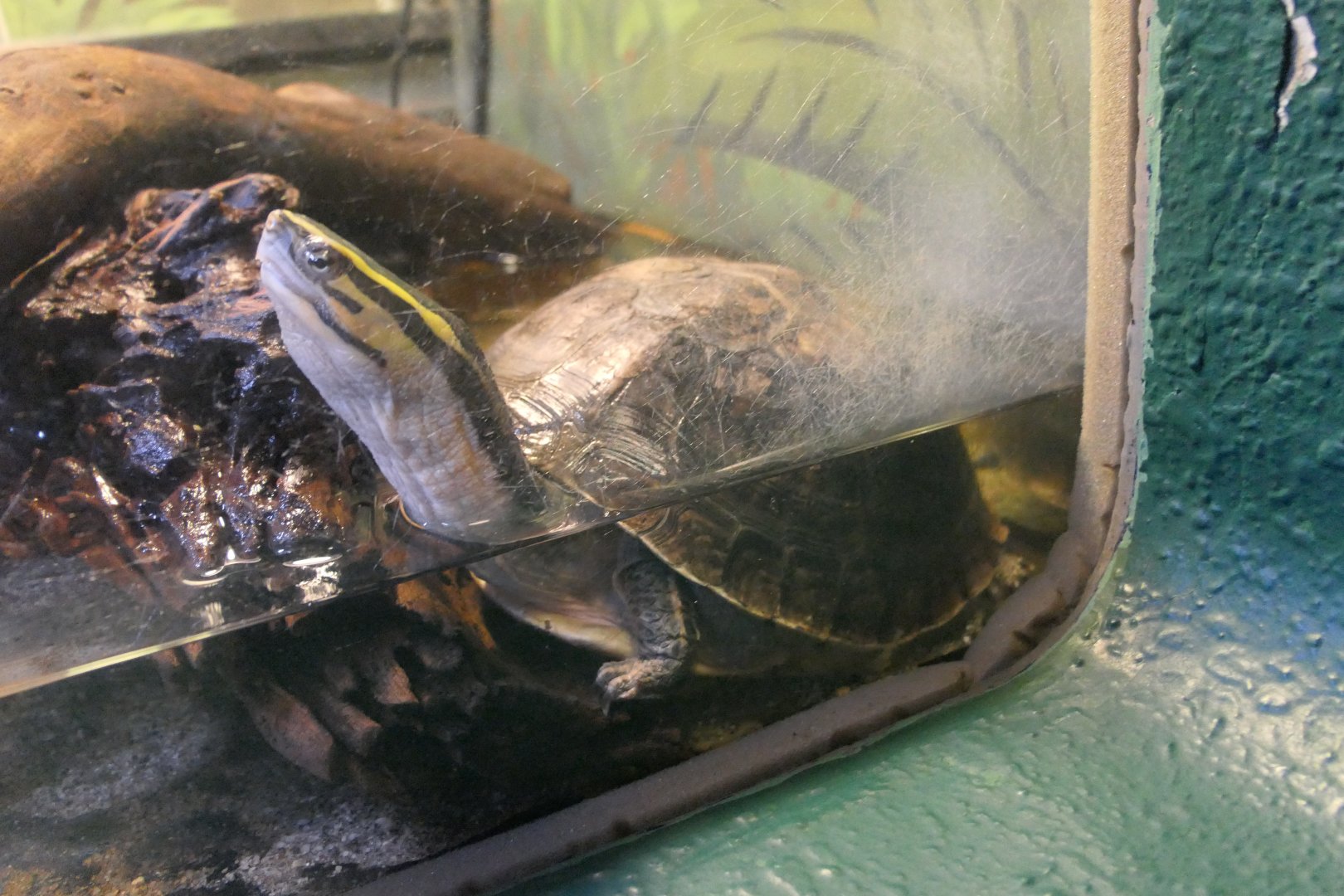 Cuora species/subspecies ID?