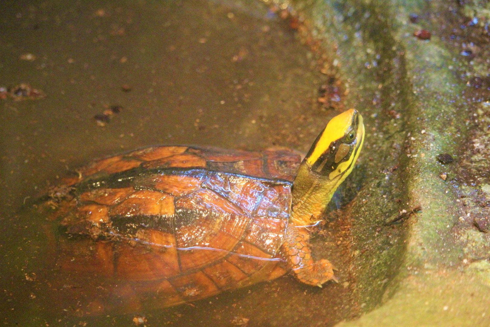 Cuora trifasciata (Tortoise Shell-Ter)