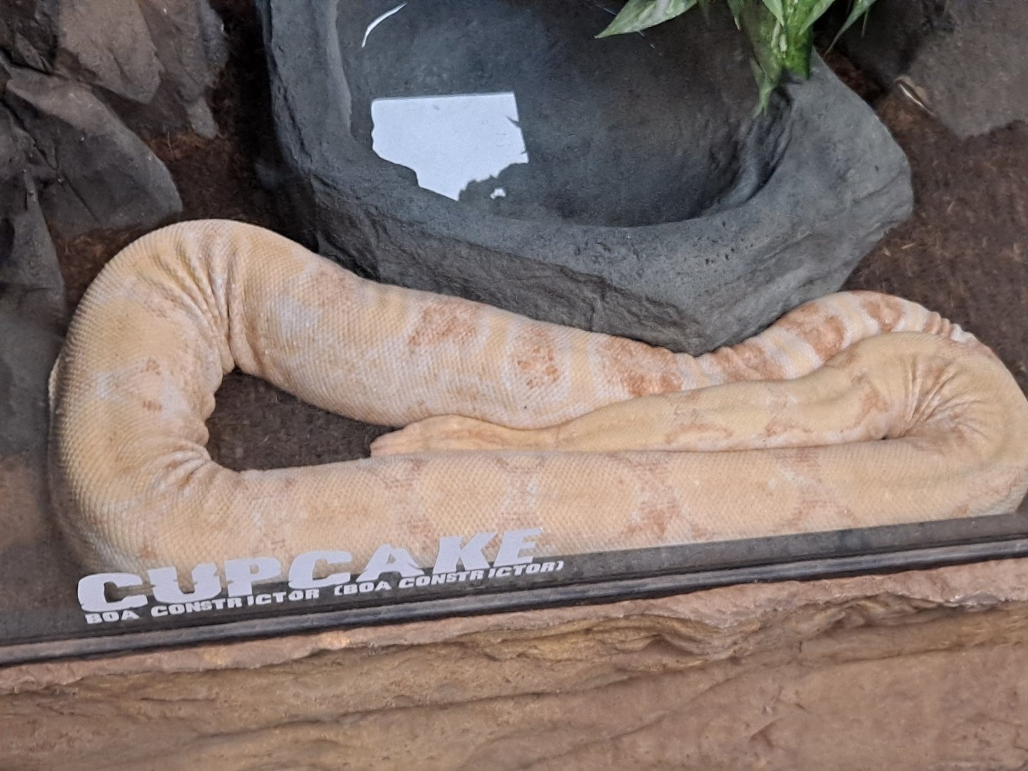 Cupcake the Boa Constrictor (11/14/24)