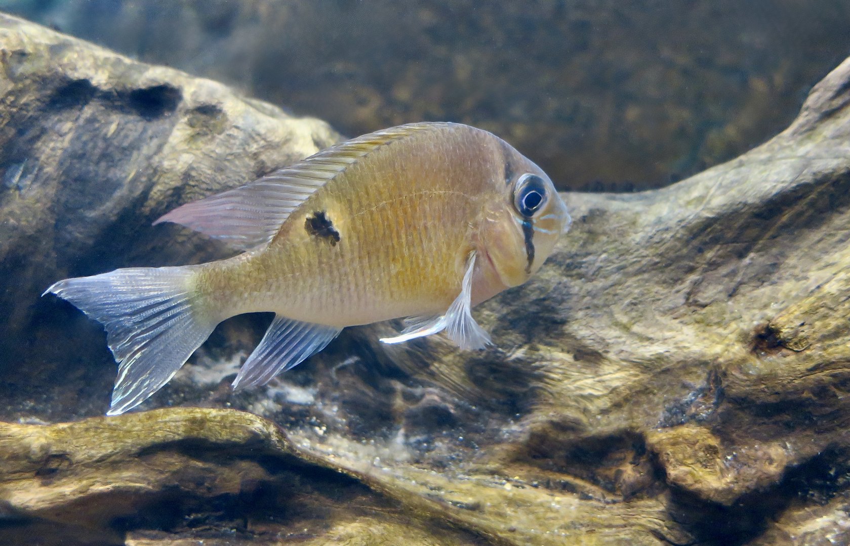 Cupid Cichlid (Biotodoma cupido)