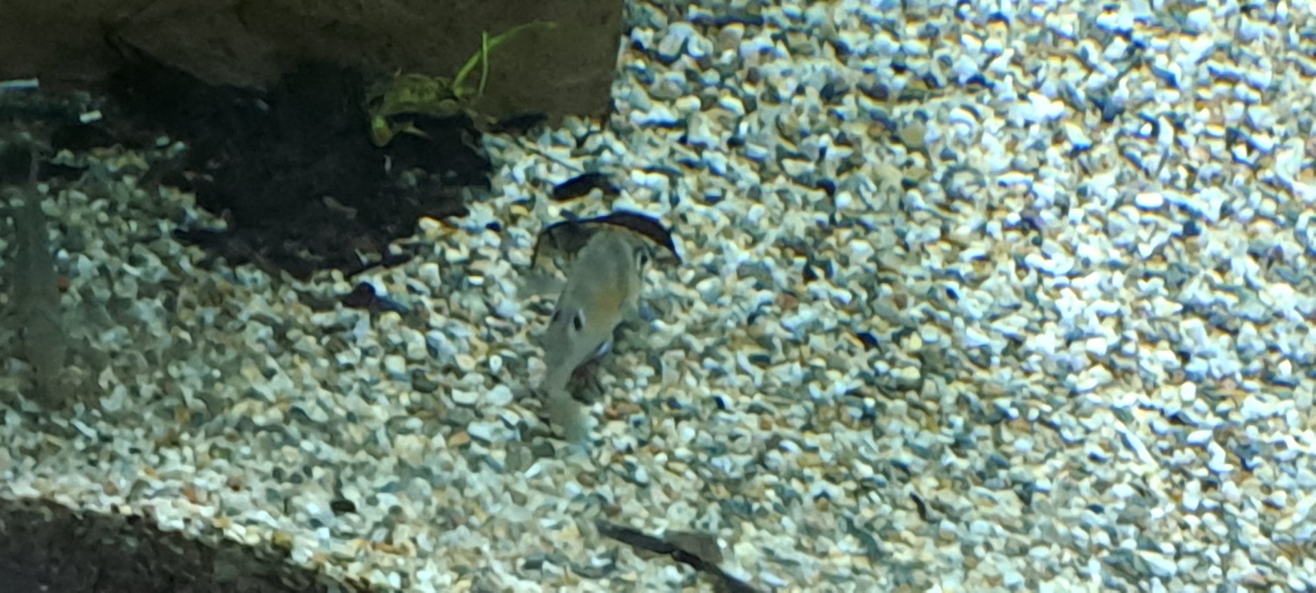Cupid Cichlid