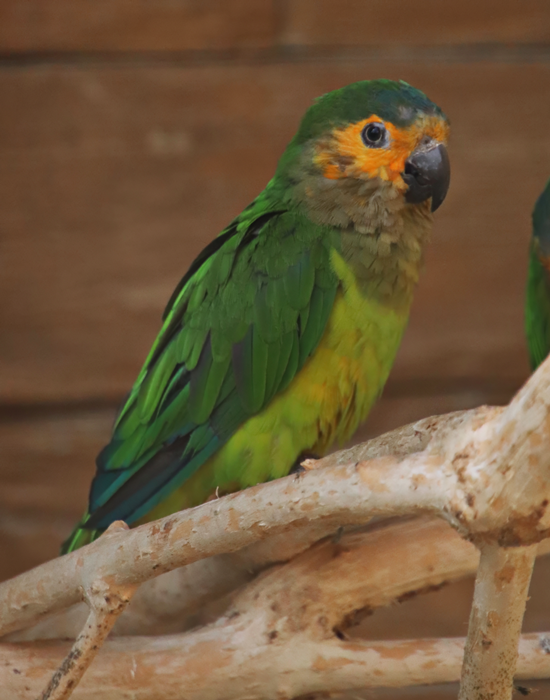 Curaçao brown-throated parakeet (Eupsittula pertinax pertinax) - Parrot Zoo Bošovice