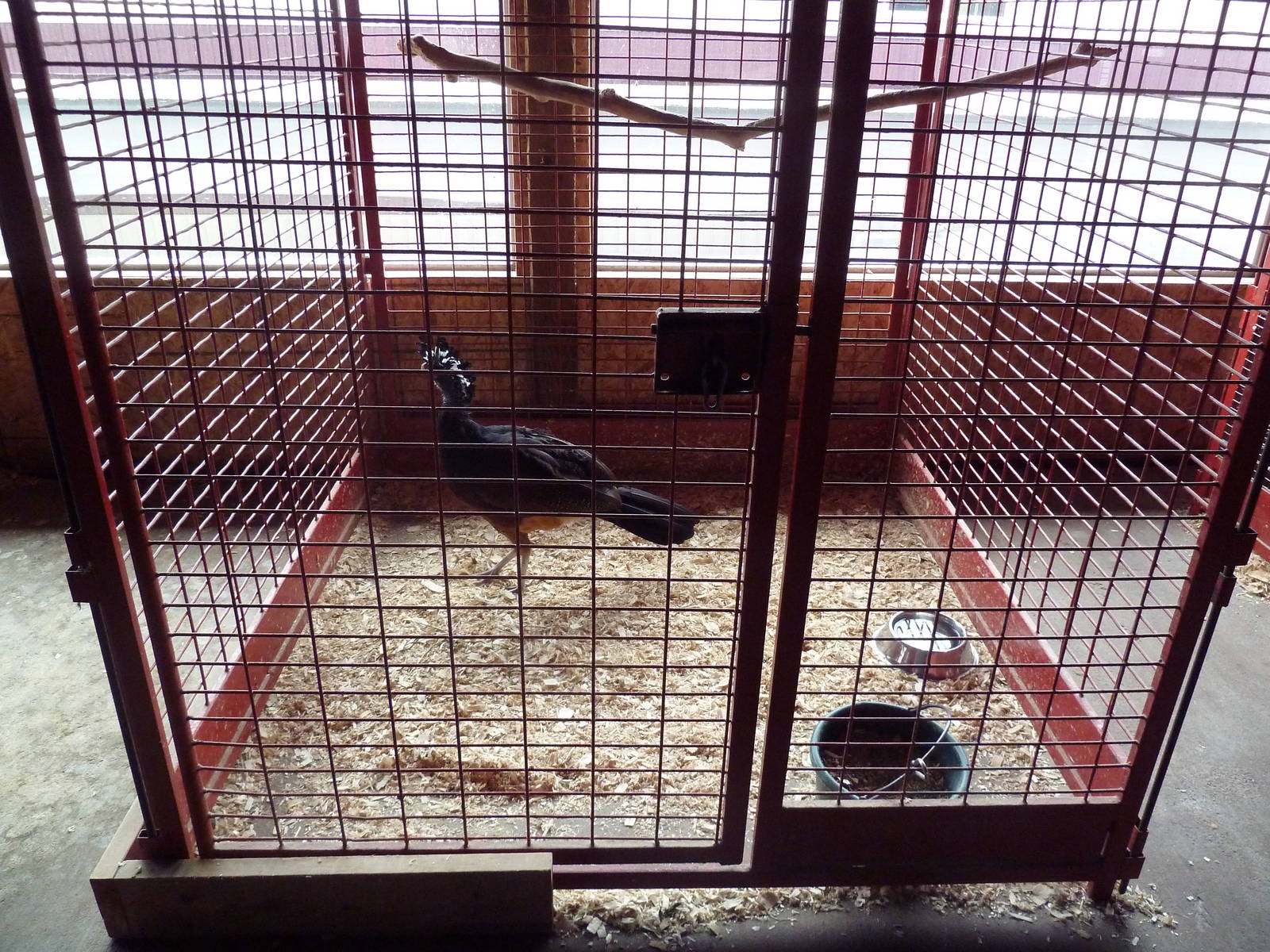 Curassow Cage